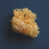 TREMELLA HONEY PEARLS